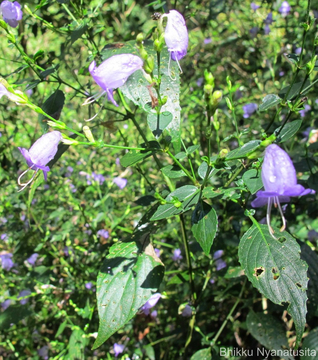 Strobilanthes cordifolia (Vahl) J.R.I.Wood
